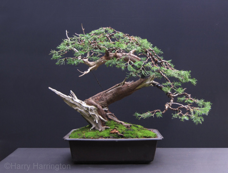 juniper bonsai